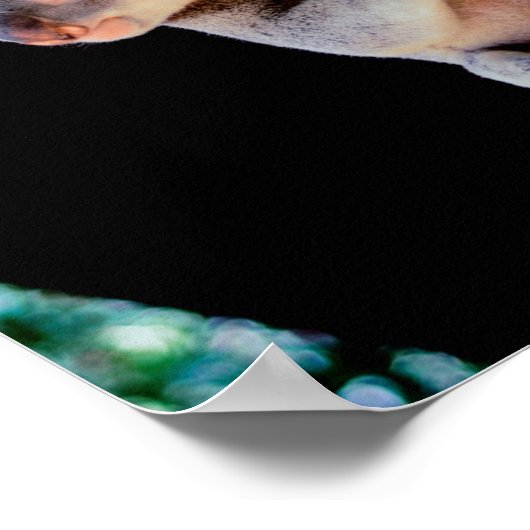 Koala Cute in Tree Grey Poster (Hoek)