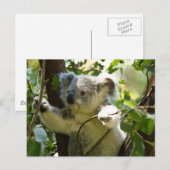 Koala cutie briefkaart (Voorkant / Achterkant)