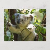 Koala cutie briefkaart (Voorkant)
