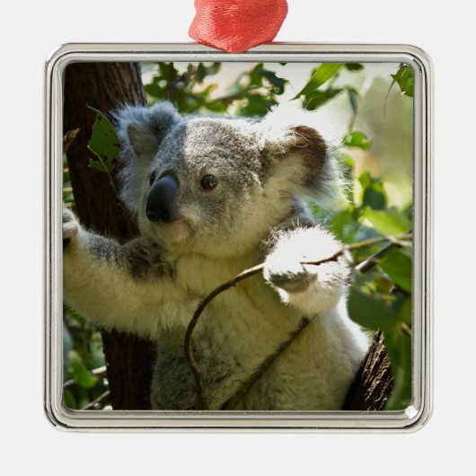 Koala cutie metalen ornament (Voorkant)