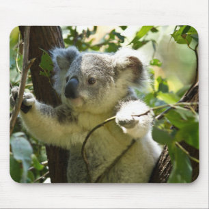 Koala cutie muismat