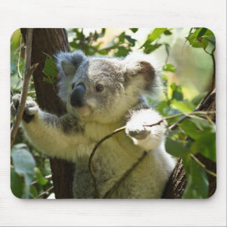Koala cutie muismat