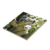 Koala cutie tegeltje (Zijkant)