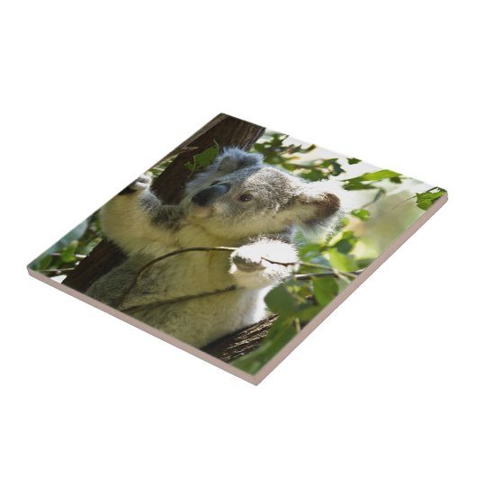 Koala cutie tegeltje (Zijkant)