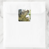 Koala cutie vierkante sticker (Tas)