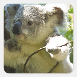 Koala cutie vierkante sticker
