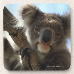 koala drankjes onderzetter