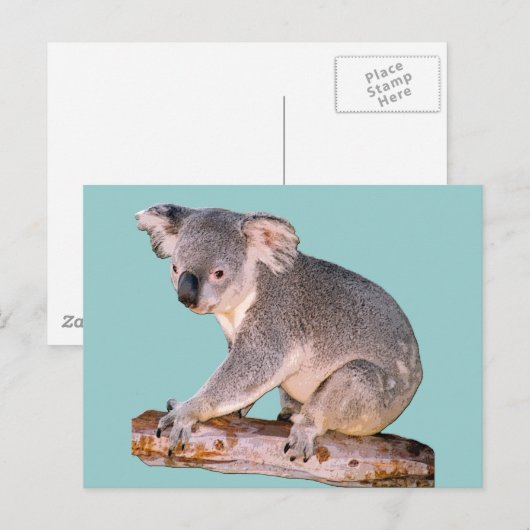 Koala Drawing Briefkaart (Voorkant / Achterkant)