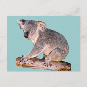 Koala Drawing Briefkaart