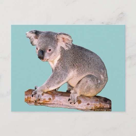 Koala Drawing Briefkaart (Voorkant)