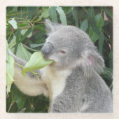 Koala Eating Gum Leaf Glazen Onderzetter (Voorkant)