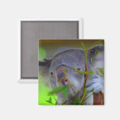 Koala Eating Magnet (Voorkant / Achterkant)