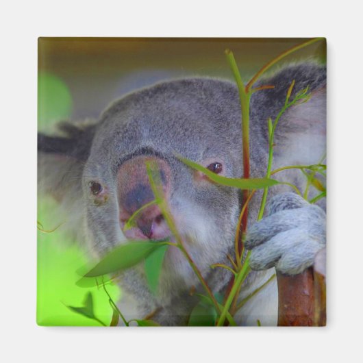 Koala Eating Magnet (Voorkant)