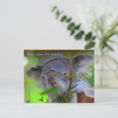 Koala Eating Post Card Briefkaart (Staand voorkant)