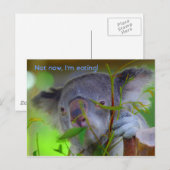 Koala Eating Post Card Briefkaart (Voorkant / Achterkant)