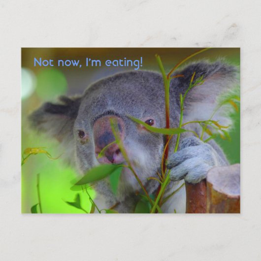 Koala Eating Post Card Briefkaart (Voorkant)