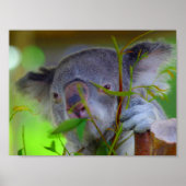 Koala Eating Print (Voorkant)