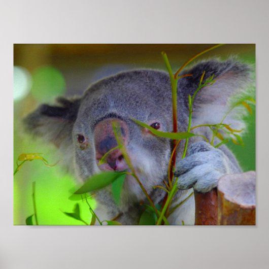 Koala Eating Print (Voorkant)
