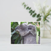 koala eet briefkaart (Staand voorkant)