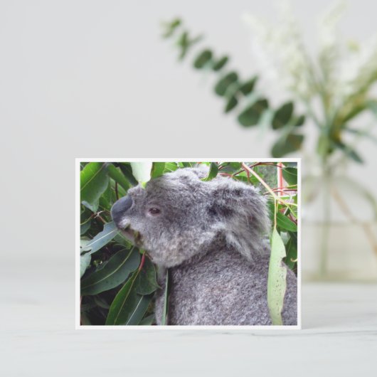 koala eet briefkaart (Staand voorkant)