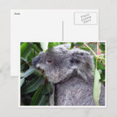 koala eet briefkaart (Voorkant / Achterkant)