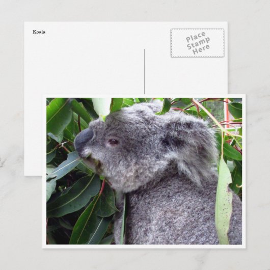 koala eet briefkaart (Voorkant / Achterkant)