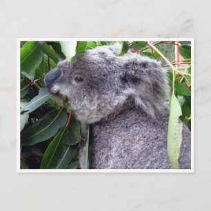 koala eet briefkaart