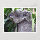 koala eet briefkaart (Voorkant)