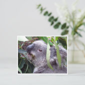 koala eet briefkaart (Staand voorkant)