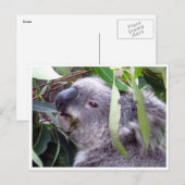 koala eet briefkaart (Voorkant / Achterkant)
