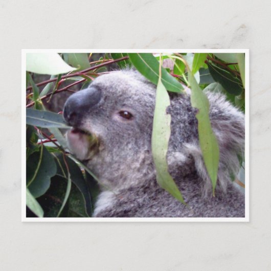 koala eet briefkaart (Voorkant)