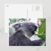koala eet briefkaart (Voorkant / Achterkant)