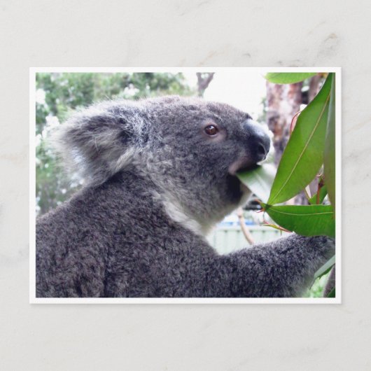 koala eet briefkaart (Voorkant)