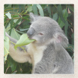 Koala eet kauwgomblad glazen onderzetter