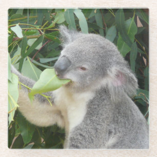 Koala eet kauwgomblad glazen onderzetter
