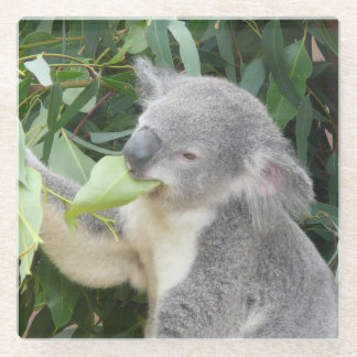 Koala eet kauwgomblad glazen onderzetter