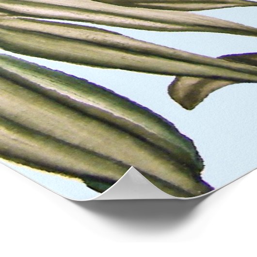 Koala en baby in de Eucalyptusboom Poster (Hoek)