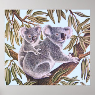 Koala en baby in de Eucalyptusboom Poster