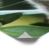 Koala en Cub-Poster Poster (Hoek)