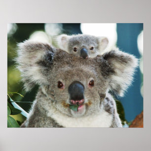 Koala en Cub-Poster Poster