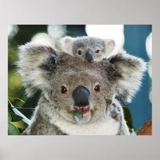 Koala en Cub-Poster Poster (Voorkant)