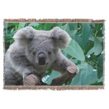 Koala en Eucalyptus