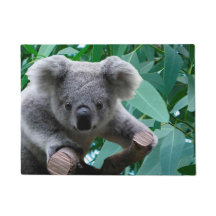 Koala en Eucalyptus
