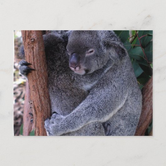 Koala Family Briefkaart (Voorkant)