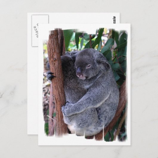 Koala Family Briefkaart (Voorkant / Achterkant)