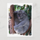 Koala Family Briefkaart (Voorkant)
