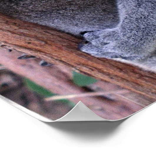 Koala Family Poster Print (Hoek)