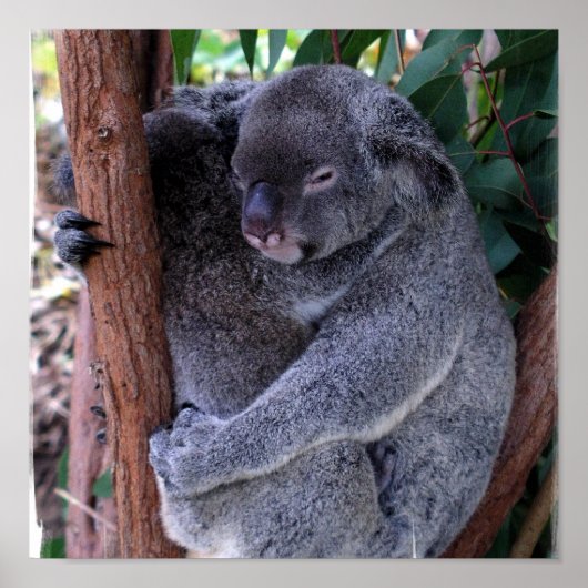 Koala Family Poster Print (Voorkant)