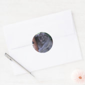 Koala Family Stickers (Envelop)