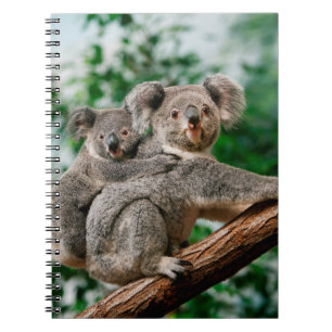 Koala, fascolarctos cinereus, Vrouw met jou Notitieboek